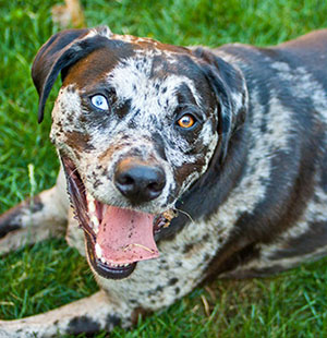 Alan Klug Family Dog